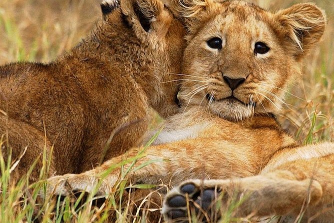 3 days group joining safari to Maasai Mara with a Land Cruiser Jeep - Why three days works better than a quick Mara trip