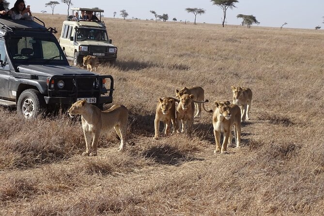 3 days group joining safari to Maasai Mara with a Land Cruiser Jeep - Day 2: the full-day search for the Big Five