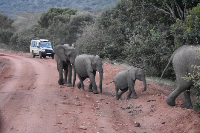 3 days group joining safari to Maasai Mara with a Land Cruiser Jeep - Day 1: arrival, lunch, and the first 4 pm game drive