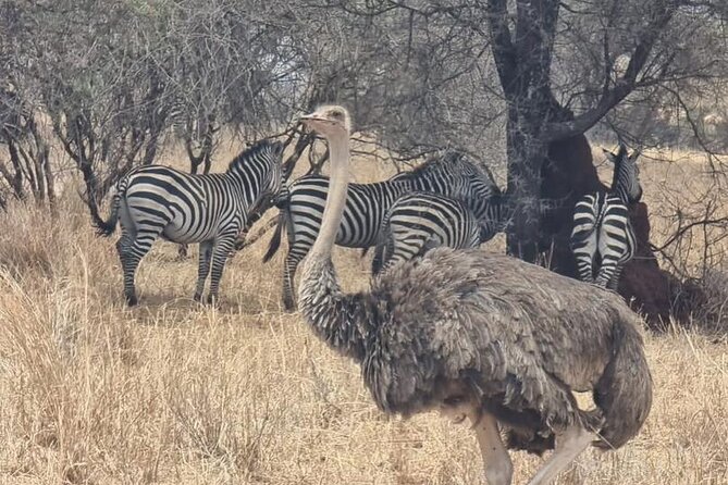 3 Days Group Safari Serengeti & Ngorongoro - What Seronera adds to the safari