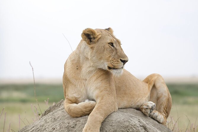 3 Days Group Safari Serengeti & Ngorongoro - Who should book this safari
