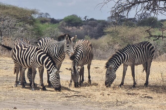 3 Days Group Safari Serengeti & Ngorongoro - Booking, weather, and cancellation details