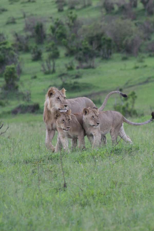 3 Days Maasai Mara Small Group Safari- Jambo Mara Lodge - Nairobi to Maasai Mara: a long first day with a fine payoff