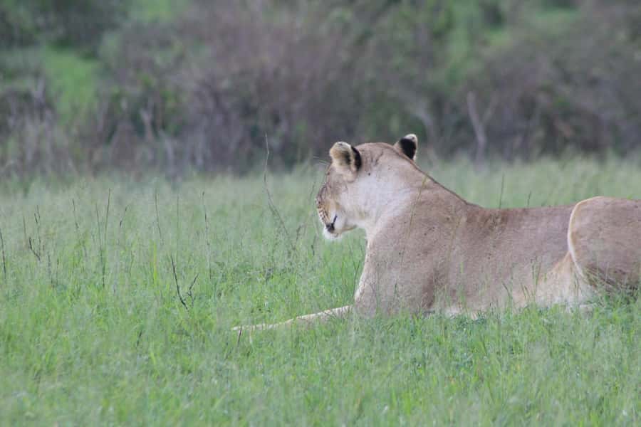 3 Days Maasai Mara Small Group Safari- Jambo Mara Lodge - The return to Nairobi and the optional Maasai visit