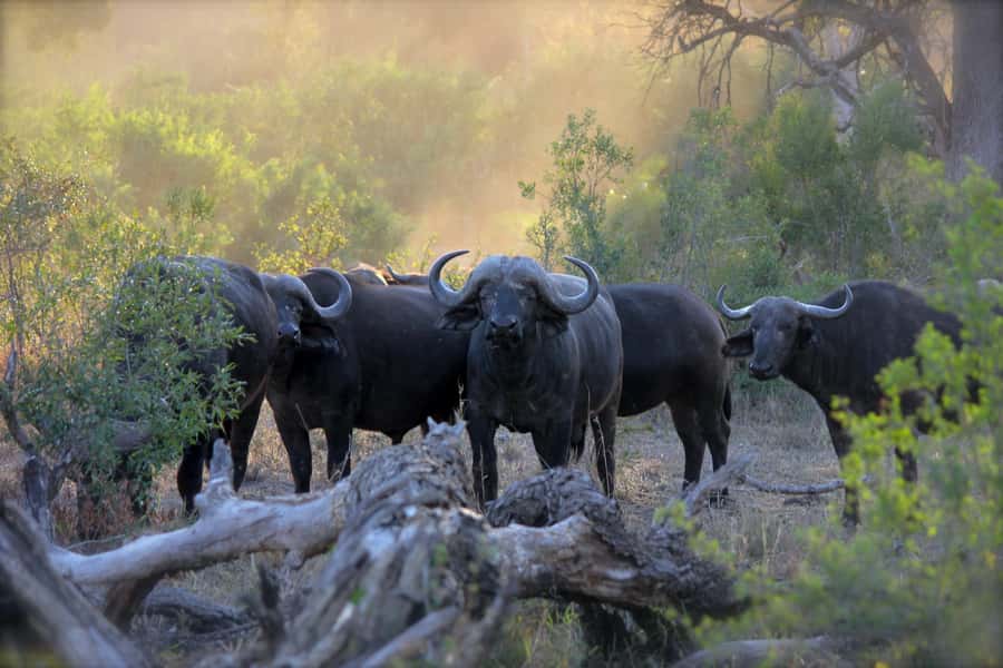 3 Days Maasai Mara Small Group Safari- Jambo Mara Lodge - The full Mara day: your best chance for serious wildlife viewing