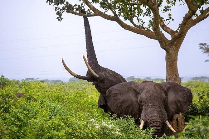 3 Days Murchison Falls Adventure Wildlife Safari Uganda Tour - The three-hour Nile cruise to Murchison Falls