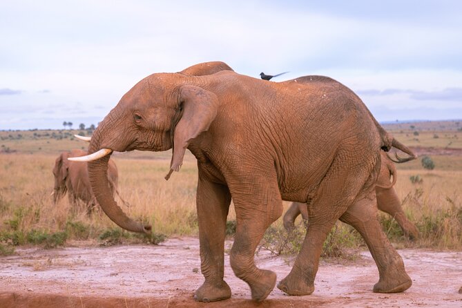 3 Days Murchison Falls Adventure Wildlife Safari Uganda Tour - Who will enjoy this safari most