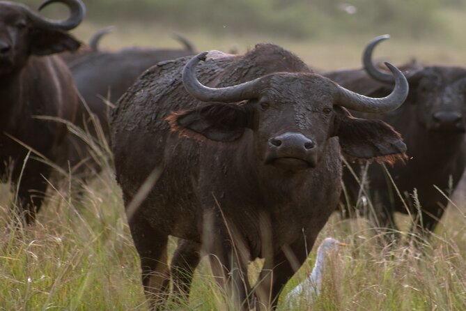 3 Days Murchison Falls Adventure Wildlife Safari Uganda Tour - Practical advice for a better three days