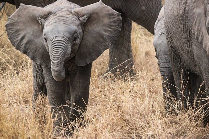 3 Days Private Budget Safari to Tarangire and Ngorongoro Crater - Two parks, two very different safari days