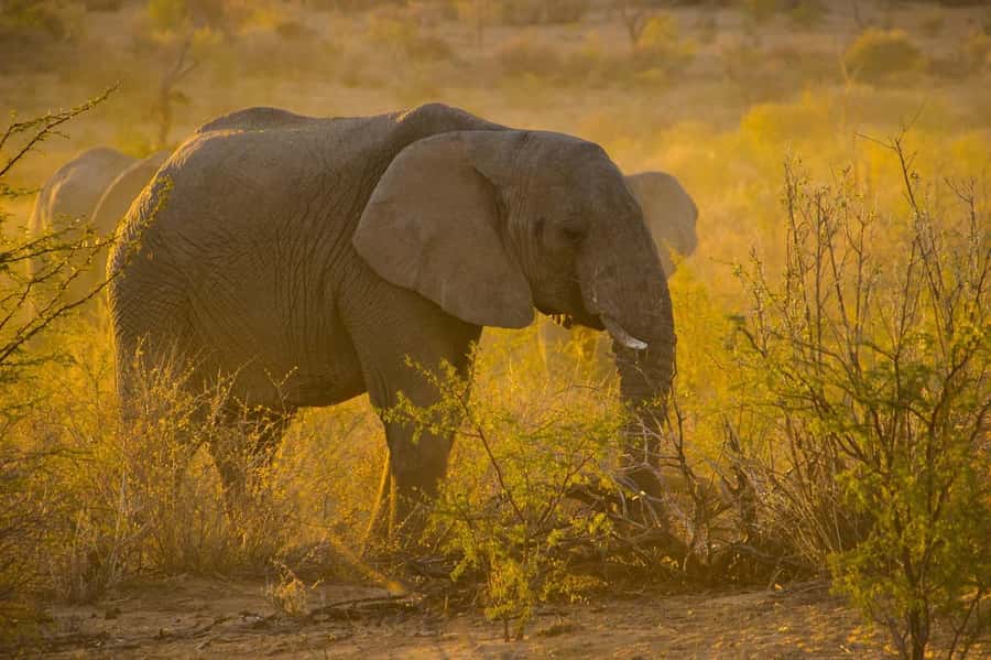 3-Days safari adventure to Mikumi N. Park from Dar-es-Salaam - Key points to know before booking