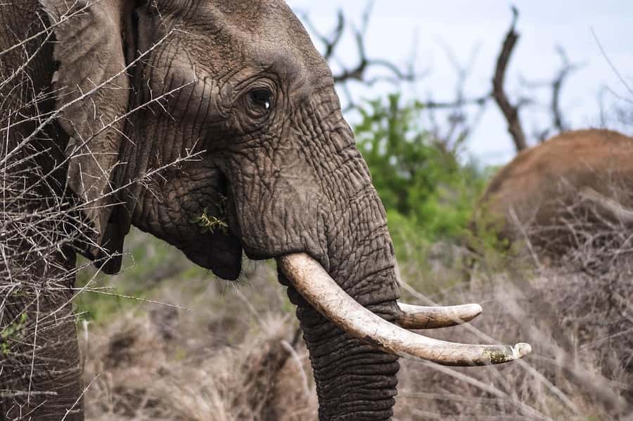 3-Days safari adventure to Mikumi N. Park from Dar-es-Salaam - Why Mikumi works well from Dar es Salaam