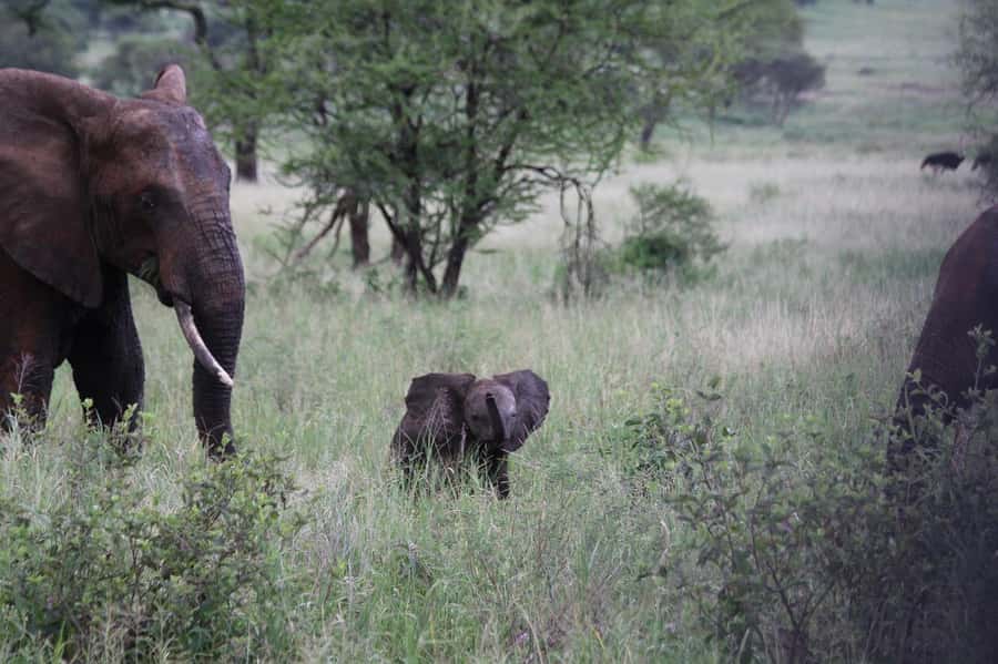 3-Days safari adventure to Mikumi N. Park from Dar-es-Salaam - Day two: the full Mikumi game drive
