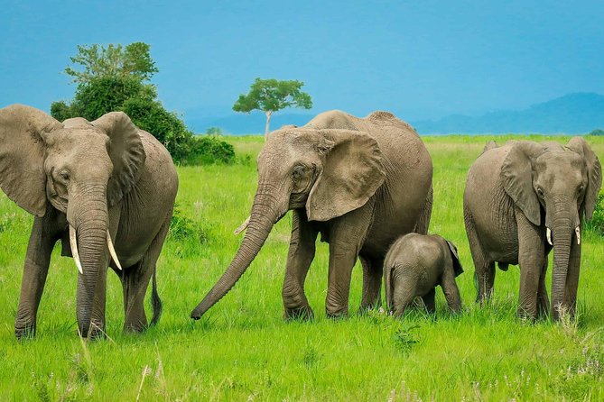 3 Days Safari at Mikumi National Park Southern circuit of Tanzania - Reaching Mikumi around 1 p.m.