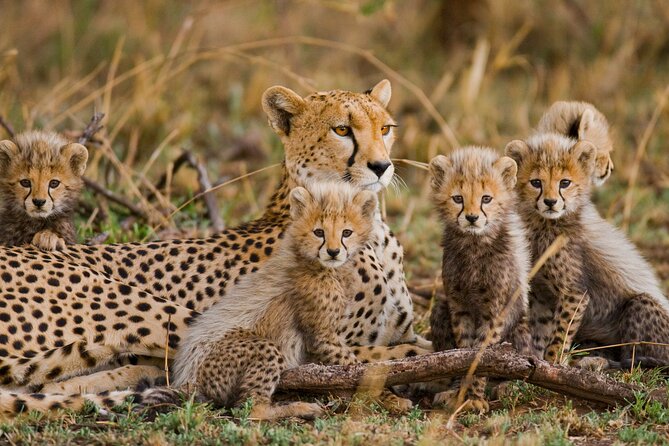 3 Days Safari Serengeti & Ngorongoro Crater - Two famous parks, one fast-moving safari