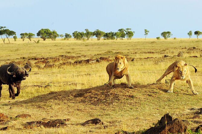 3 Days Safari Serengeti & Ngorongoro Crater - Day 3: Searching for black rhino in Ngorongoro Crater