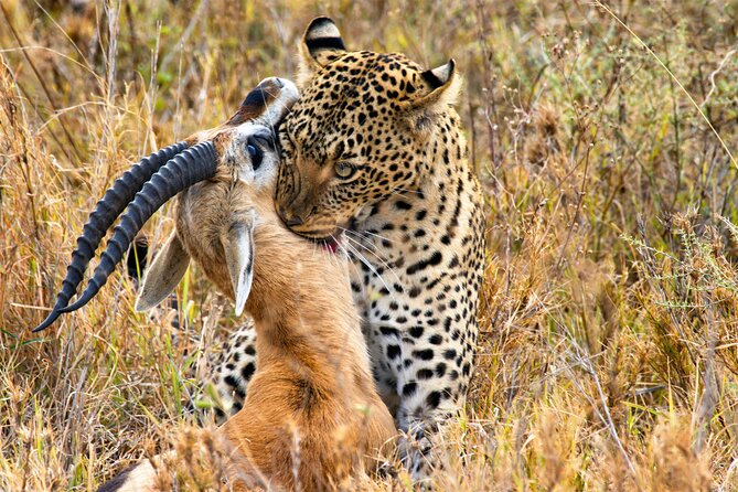 3 Days Safari Serengeti & Ngorongoro Crater - Camping, food, and comfort on the road