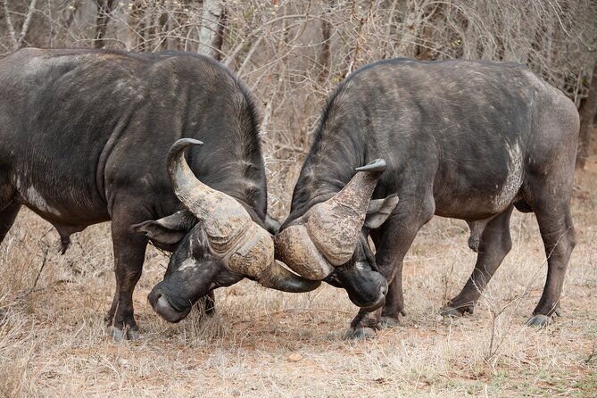 3 Days Safari Serengeti & Ngorongoro Crater - Group size, guides, and the feel of the drive