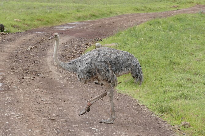 3 Days Safari Serengeti & Ngorongoro Crater - Who should book this three-day safari?