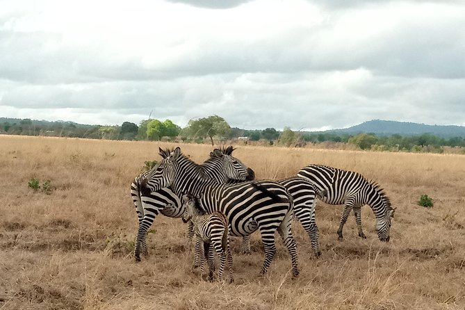 3 Days Safari to Mikumi NP - Accommodation Inside the Park - Why Mikumi works for a short Tanzania trip
