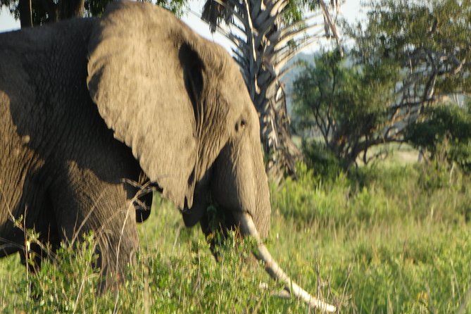 3 Days Safari to Mikumi NP - Accommodation Inside the Park - Day 1: Five hours from Dar es Salaam to Mikumi