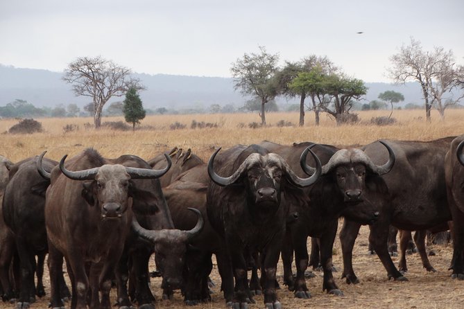 3 Days Safari to Mikumi NP - Accommodation Inside the Park - The open-roof 4x4 and the guide relationship