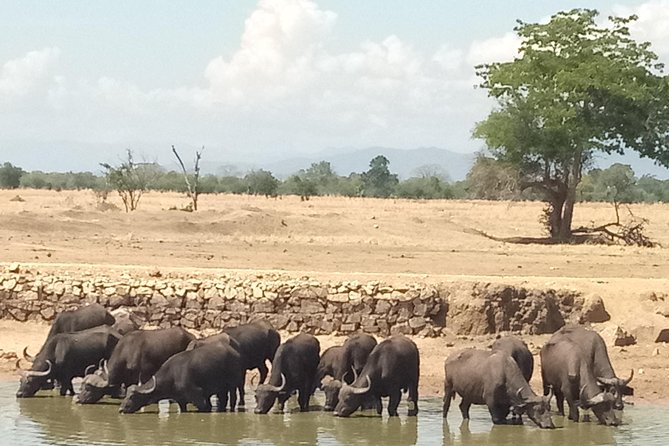 3 Days Safari to Mikumi NP - Accommodation Inside the Park - My call: book it if your time is short