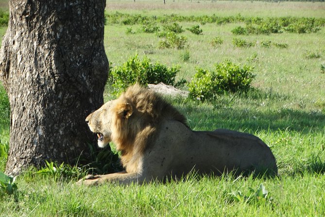 3 Days Safari to Mikumi NP - Accommodation Inside the Park - Day 2: The full 10-hour wildlife search