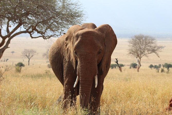 3 days safari Tsavo East and Taita hills (Saltlick lodge) - The final morning and return to Mombasa