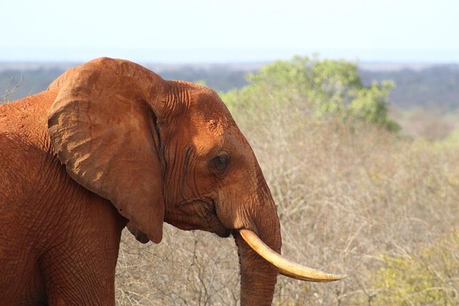 3 days safari Tsavo East and Taita hills (Saltlick lodge) - Private travel, pickup, and physical demands