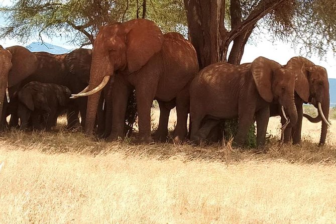 3 days safari Tsavo East and Taita hills (Saltlick lodge) - The first Tsavo East game drive