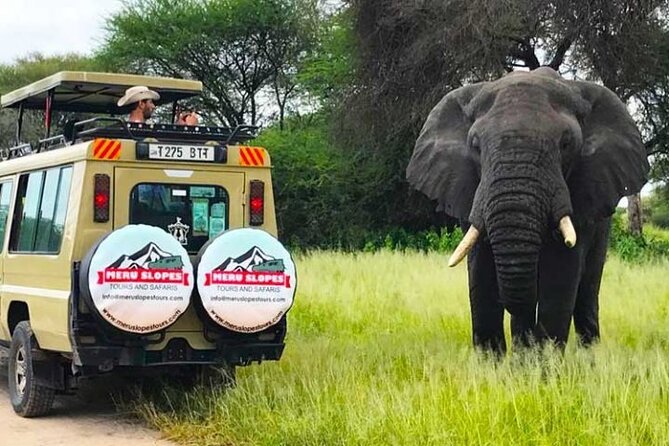 3 Days Serengati and Ngorongoro crate group tour and safari - Day two: sunrise wildlife and the road toward Ngorongoro