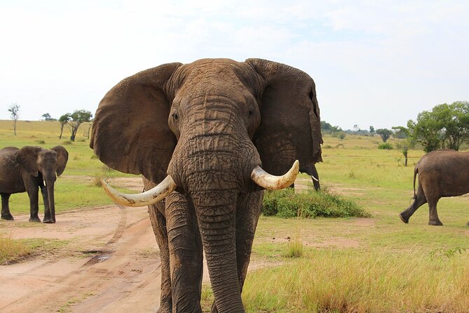 3 Days Serengati and Ngorongoro crate group tour and safari - The practical drawbacks to weigh