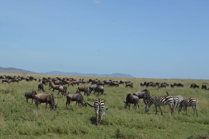 3 Days Serengeti & Ngorongoro Group Camping Safari - Day 3: Down into Ngorongoro Crater