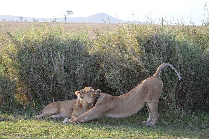 3 Days Serengeti & Ngorongoro Group Camping Safari - What the $815 price really buys you