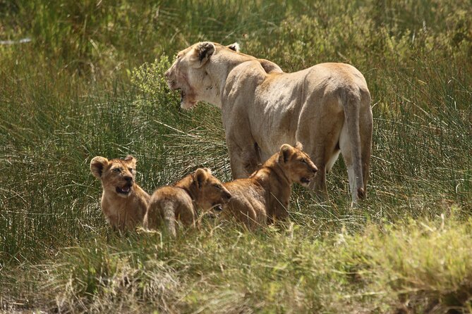 3 Days Serengeti & Ngorongoro Group Camping Safari - The guide and vehicle make the difference