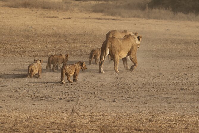 3 Days Serengeti & Ngorongoro Group Camping Safari - Who should choose this safari