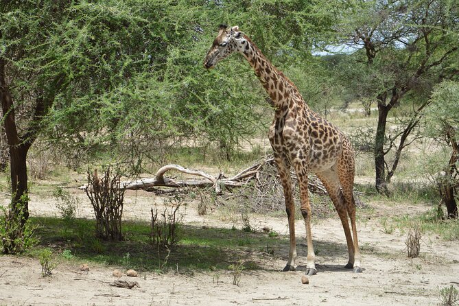 3 Days Serengeti & Ngorongoro Group Camping Safari - Camping at Seronera
