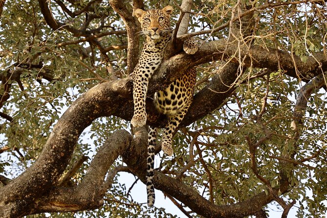 3 Days Tanzania Budget Group Joining Safari Tour - Three parks, one compact Tanzania safari