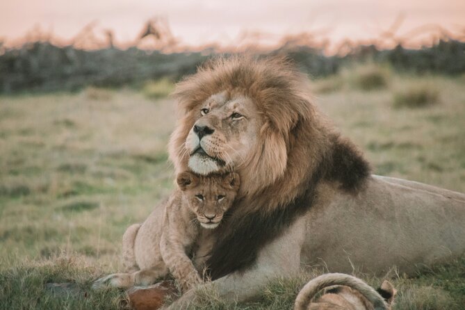 3 Days Tanzania Budget Group Joining Safari Tour - Day 2: Ngorongoro Crater and the Big Five possibility