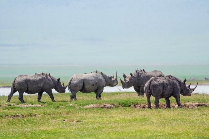 3 Days Tanzania Budget Group Joining Safari Tour - Day 3: Lake Manyara’s water, forest, and birds