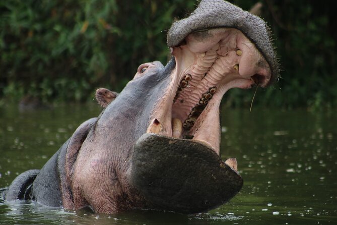 3 Days Tanzania Budget Group Joining Safari Tour - Shared safari advantages and limits