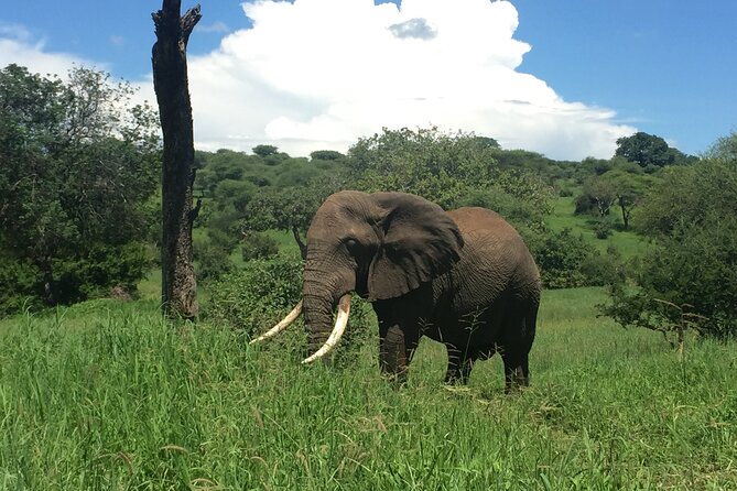 3 Days Tanzania Safari - Who should book this safari