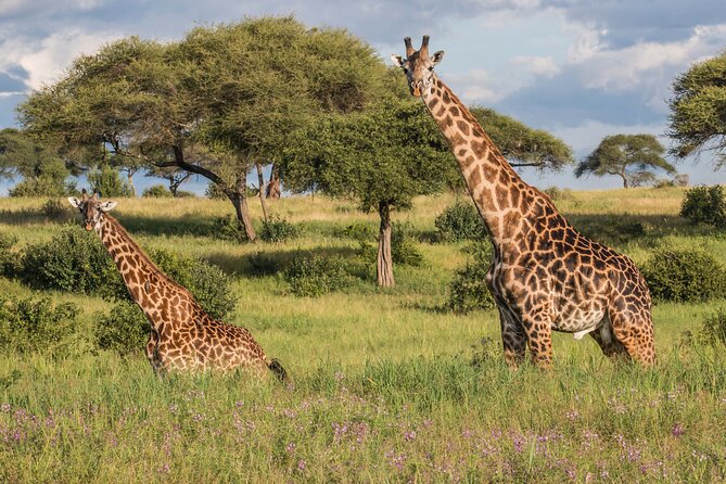 3 Days Tanzania Safari: Tarangire, Manyara and Ngorongoro Crater - Who will get the most from this safari