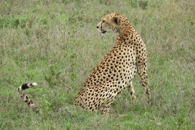 3 Days Tanzania Safari Tarangire, Manyara, & Ngorongoro Crater. - Day one at Lake Manyara: forest, lake, and flamingos