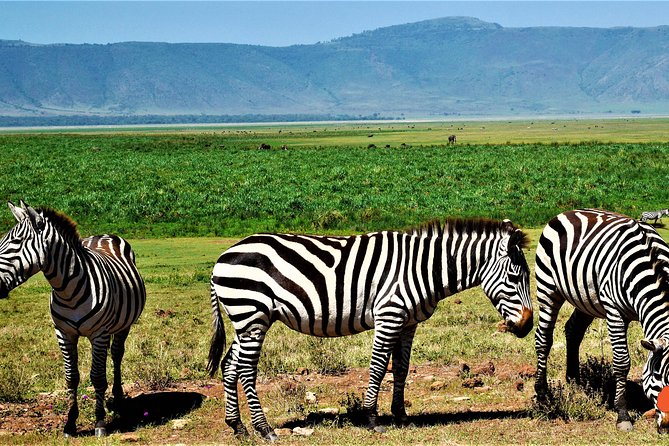 3 Days Tanzania Safari - The importance of the guide and vehicle