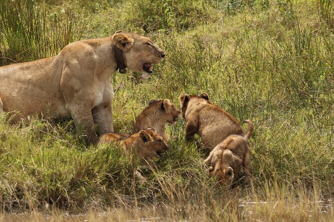 3 Days Tarangire, Ngorongoro & Lake Manyara Group Camping Safari - Day 1: Tarangire’s elephants and baobabs