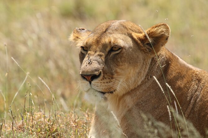 3 Days Tarangire, Ngorongoro & Lake Manyara Group Camping Safari - Day 3: Forest, wetlands, and Lake Manyara