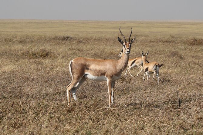 3 Days Tarangire, Ngorongoro & Lake Manyara Group Camping Safari - Camping, meals, and the real value of $700