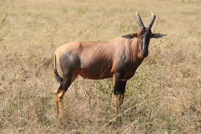 3 Days Tarangire, Ngorongoro & Lake Manyara Group Camping Safari - What the small group changes