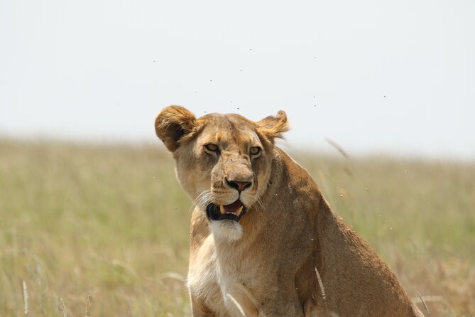 3 Days Tarangire, Ngorongoro & Lake Manyara Group Camping Safari - The pace, pickup, and practical details